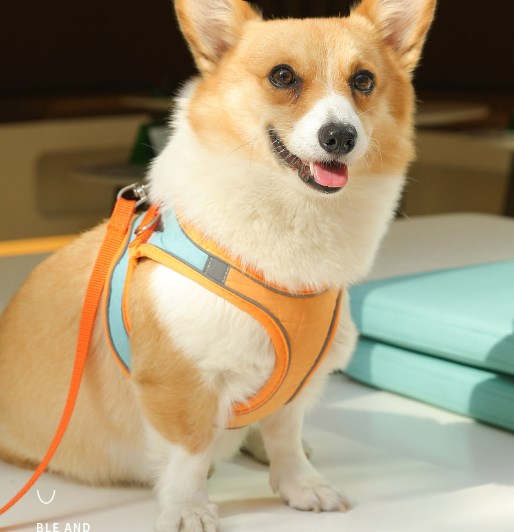 Wholesale Dog Leash Vest Pet Harness Anti-breakaway Reflective Dog Walking Rope Cat Supplies